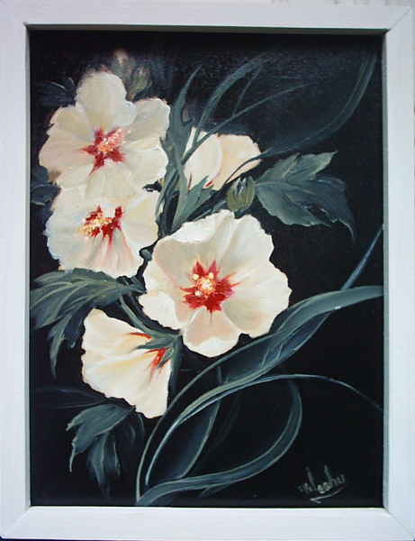 Hibiscus alb
