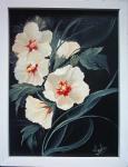 Hibiscus alb
